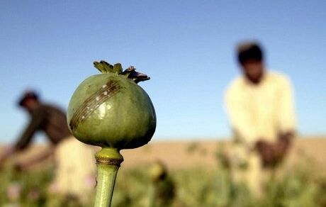 افزایش مصرف مخدرهای صنعتی؛ مهم‌ترین نگرانی بدنبال ممنوعیت کشت «خشخاش» در افغانستان