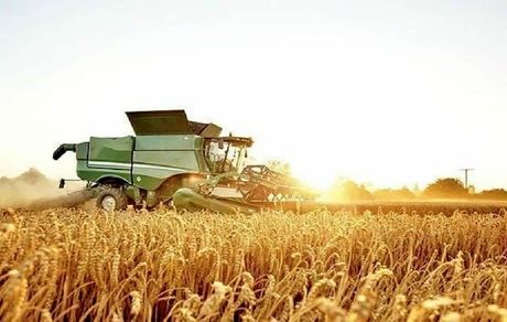پیش‌بینی خرید تضمینی ۱۳۲ هزار تن گندم و کلزا در استان لرستان