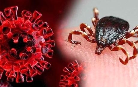 فوت یک نفر در بهبهان بر اثر تب کریمه کنگو