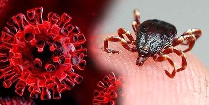 فوت یک نفر در بهبهان بر اثر تب کریمه کنگو