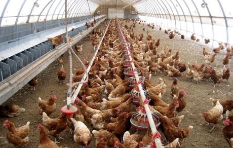 هورمون به مرغ‌ها تزریق نمی‌شود