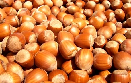۲ هزار و ۹۰۰ تن فندق در استان قزوین برداشت خواهدشد