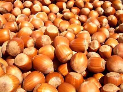۲ هزار و ۹۰۰ تن فندق در استان قزوین برداشت خواهدشد