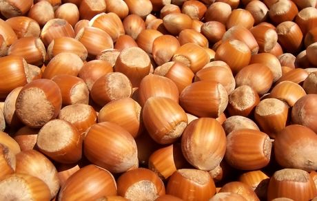 ۲ هزار و ۹۰۰ تن فندق در استان قزوین برداشت خواهدشد
