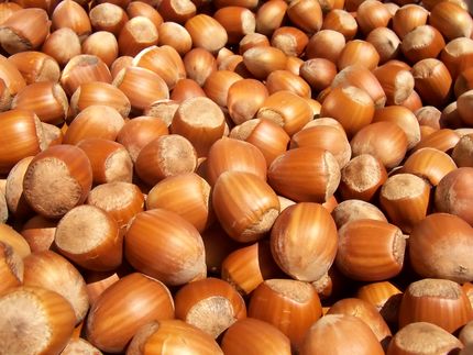 ۲ هزار و ۹۰۰ تن فندق در استان قزوین برداشت خواهدشد