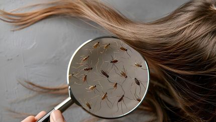 تکذیب شایعه تعطیلی مدارس به دلیل شیوع شپش