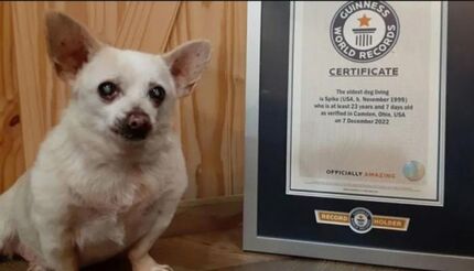 نام پیرترین سگ جهان در کتاب رکوردها ثبت شد