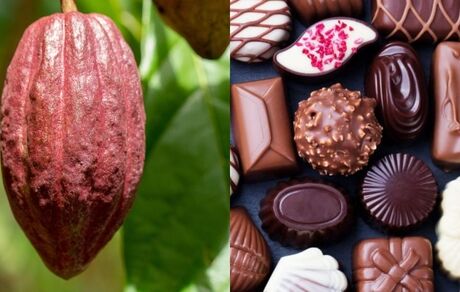 به دوران کمبود و نایابی شکلات نزدیک می‌شویم