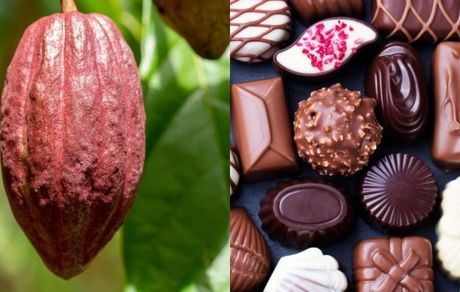 به دوران کمبود و نایابی شکلات نزدیک می‌شویم
