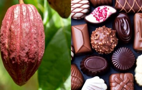 به دوران کمبود و نایابی شکلات نزدیک می‌شویم