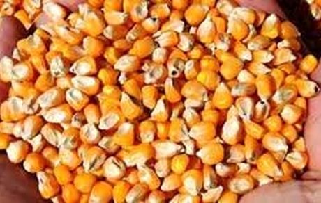 جدال پایان ناپذیر بر سر ذرت‌های آلوده