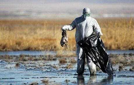 تلف شدن پرندگان در تالاب میانکاله از نهمین روز گذشت