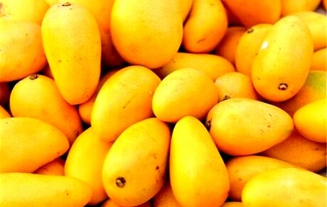 برداشت ۱۴ هزار تن انبه در سیستان و بلوچستان