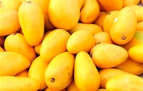 برداشت ۱۴ هزار تن انبه در سیستان و بلوچستان