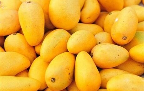 برداشت ۱۴ هزار تن انبه در سیستان و بلوچستان