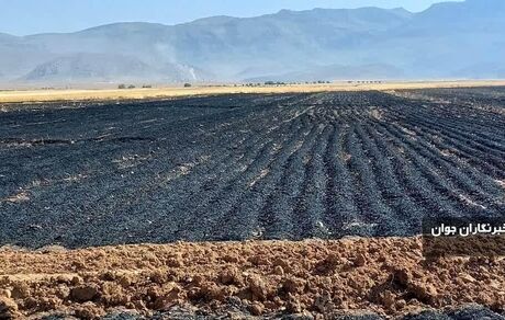 از بین رفتن ۱۸ هکتار از مزارع گندم و جو روستاهای اقلید