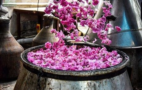جشنواره گل محمدی و گلاب برای اولین بار در استان ایلام برگزار شد