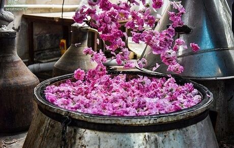 جشنواره گل محمدی و گلاب برای اولین بار در استان ایلام برگزار شد