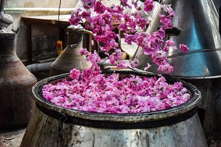 جشنواره گل محمدی و گلاب برای اولین بار در استان ایلام برگزار شد