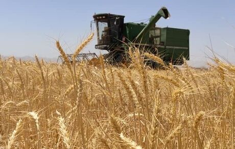 خریداری ۱۸۵ هزار تن گندم در خدابنده استان زنجان