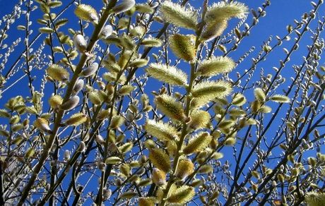 ارومیه میزبان سومین جشنواره بیدمشک 