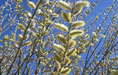 ارومیه میزبان سومین جشنواره بیدمشک 