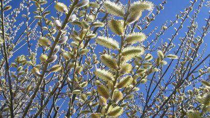 ارومیه میزبان سومین جشنواره بیدمشک 