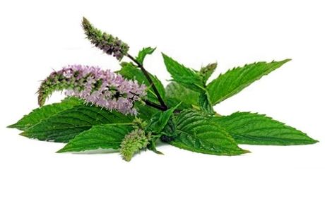 تسکین گلودرد با "پونه"