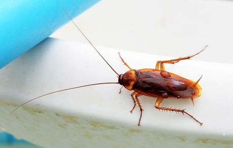 حمله سوسک‌ها به تهران جدی است؟