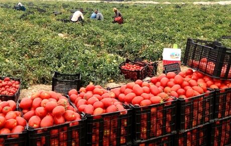 تولید ۶۰ هزار تن گوجه فرنگی در مزارع کامیاران