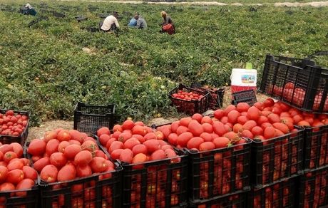تولید ۶۰ هزار تن گوجه فرنگی در مزارع کامیاران