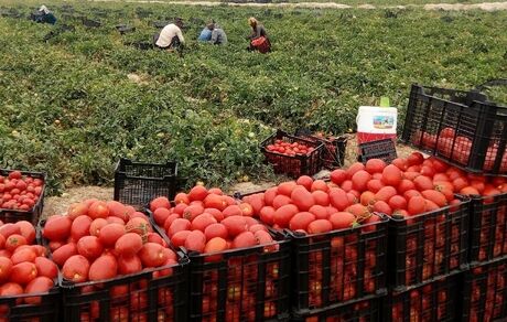 تولید ۶۰ هزار تن گوجه فرنگی در مزارع کامیاران