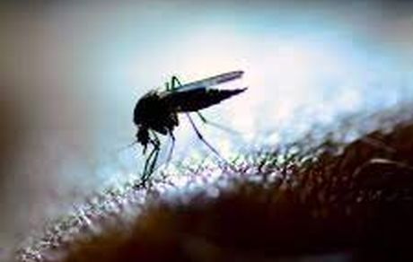 هشدار جهانی نسبت به شیوع انفجاری ویروس زیکا