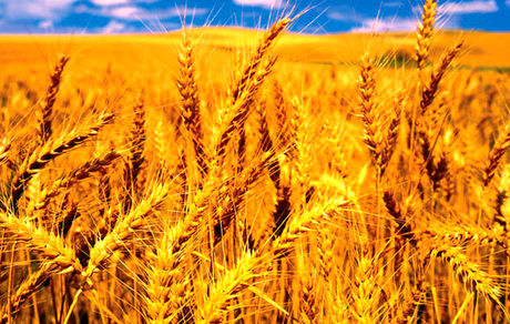 تولید ۱۲ میلیون تن گندم امسال در کشور پیش بینی شده است