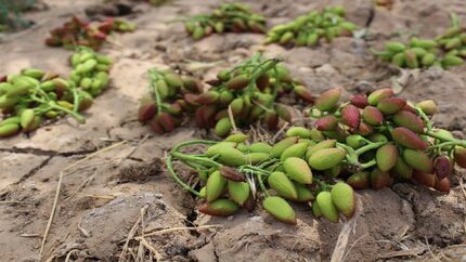 خسارت سنگین طوفان به باغات پسته و انار سرایان