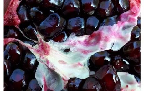 سومین جشنواره اناردانه سیاه جوشان در بخش گلباف کرمان برگزار میشود