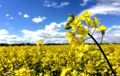 پیش بینی تولید ۴۰۰ هزارتن دانه های روغنی در کشور