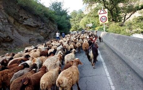 محور کندوان بخاطر احشام بسته است