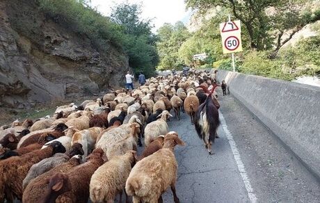محور کندوان بخاطر احشام بسته است