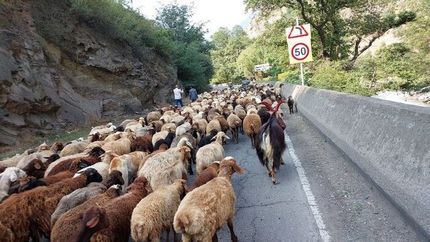محور کندوان بخاطر احشام بسته است