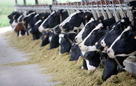 درخواست ارزی واردکنندگان نهاده های دام و طیور از بانک مرکزی