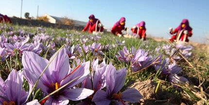 آغاز دوباره خرید تضمینی زعفران ۱۰ درصد بالاتر از نرخ بازار