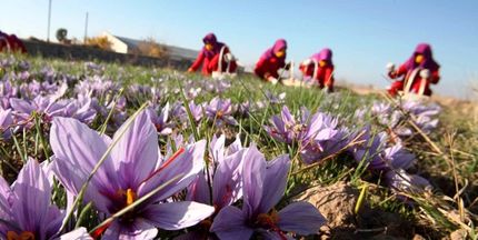 آغاز دوباره خرید تضمینی زعفران ۱۰ درصد بالاتر از نرخ بازار