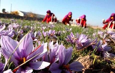 آغاز دوباره خرید تضمینی زعفران ۱۰ درصد بالاتر از نرخ بازار