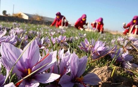 آغاز دوباره خرید تضمینی زعفران ۱۰ درصد بالاتر از نرخ بازار
