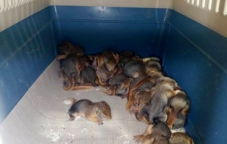 نجات ۳۲ بطانه سنجاب ایرانی در سردشت + ویدئو