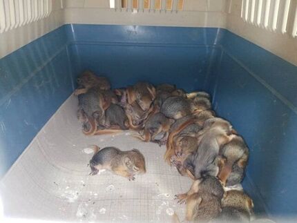 نجات ۳۲ بطانه سنجاب ایرانی در سردشت + ویدئو