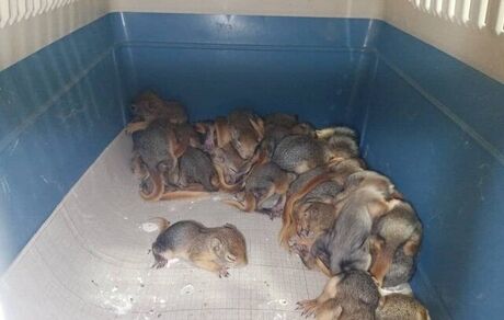 نجات ۳۲ بطانه سنجاب ایرانی در سردشت + ویدئو