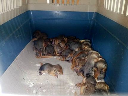 نجات ۳۲ بطانه سنجاب ایرانی در سردشت + ویدئو