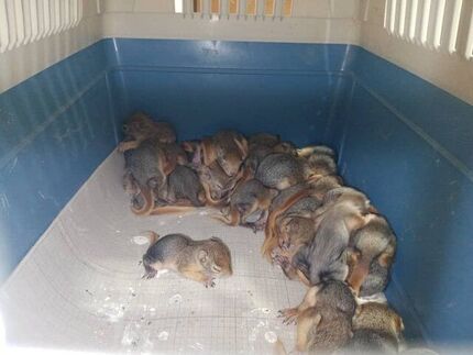 نجات ۳۲ بطانه سنجاب ایرانی در سردشت + ویدئو